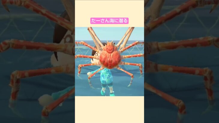 【あつ森】タカアシガニ とったよ @たーさんの趣味の部屋  #たーさん海に潜る #shorts