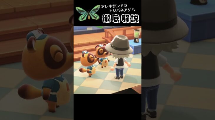 【あつ森】アレキサンドラトリバネアゲハの基本情報はこれだ！#shorts