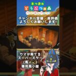 ウマが育てるスーパースター(馬)🐴🛖 #あつ森 #あつ森レイアウト #ハピパラ #あつまれどうぶつの森 #ゲーム実況 #shorts #short #animalcrossin