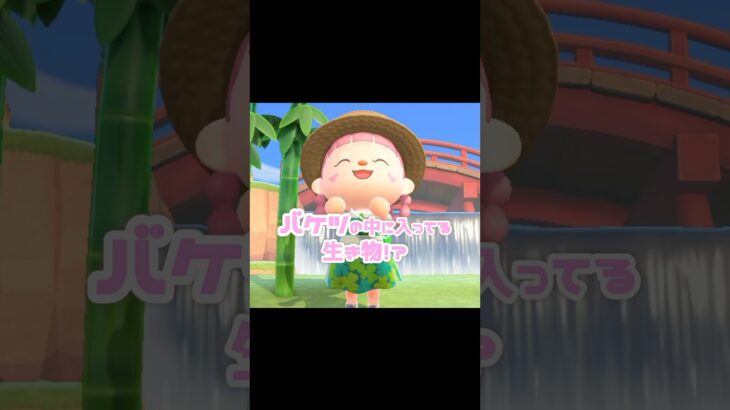 飾ったらバケツに入ってて、触れるとすごい…？！？！#あつ森 #どうぶつの森 #あつまれどうぶつの森 #どう森 #shortvideo #shorts #short
