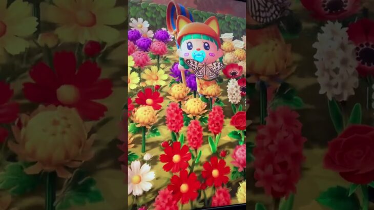 #あつ森#あつまれどうぶつの森#どうぶつの森#スイッチ#switch#ニンテンドー#任天堂#nintendo#動物#釣り#釣り竿#魚釣り#海#海の生物#海の生き物#化石#ハニワ
