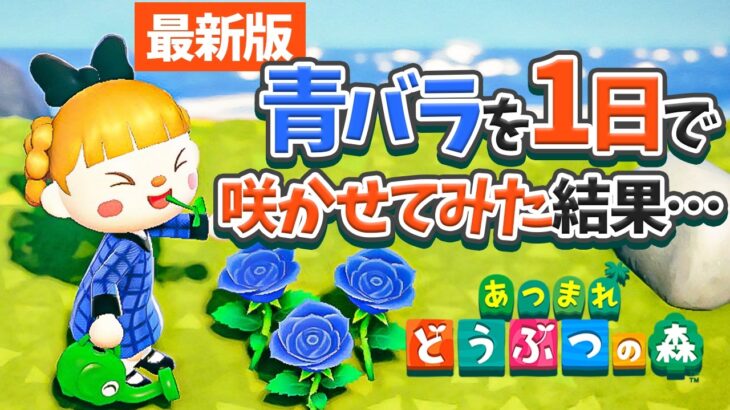 【あつ森】青バラを最新版の効率イイ方法でゼロから咲かせてみた結果・・・