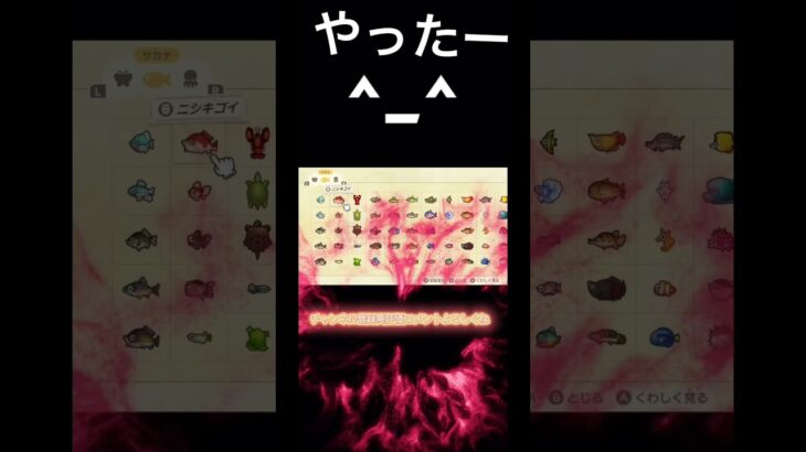 あつ森全部コンプリート出来ました！！