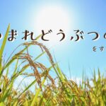 [あつまれどうぶつの森] ほぼ雑談のあつ森配信