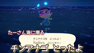 【あつ森】チンアナゴ とったよ！ ツアーにお出かけ@たーさんの趣味の部屋  #たーさん海に潜る