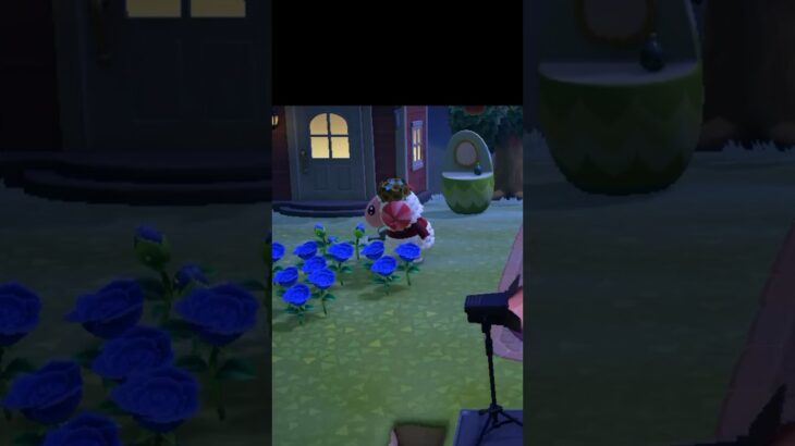 【あつ森】ちゃちゃまるに見とれて蚊に刺さました   #あつ森 #あつ森ちゃちゃまる  #あつ森vlog