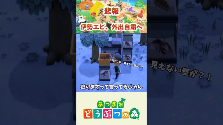 【あつ森】伊勢海老の置き方が斬新すぎるw #shorts #あつ森 #あつまれどうぶつの森 #ちぬゲームズ #nintendoswitch #ゲーム実況 #切り抜き