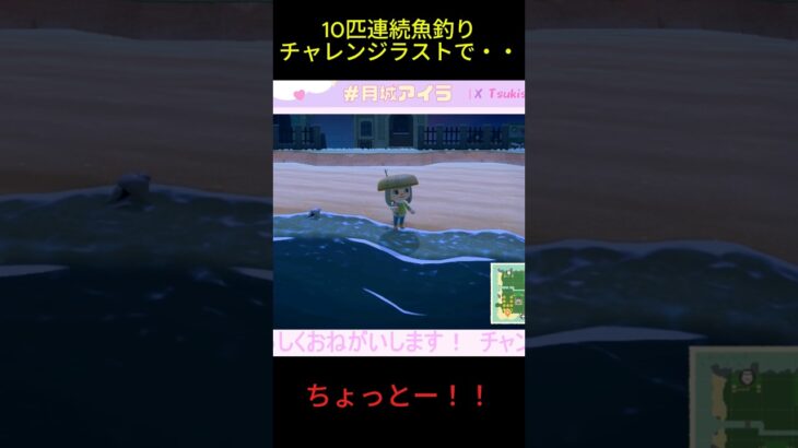 10匹連続魚釣りチャレンジラストで…🐟　#あつ森 #あつまれどうぶつの森 #ゲーム実況 #ゲーム配信