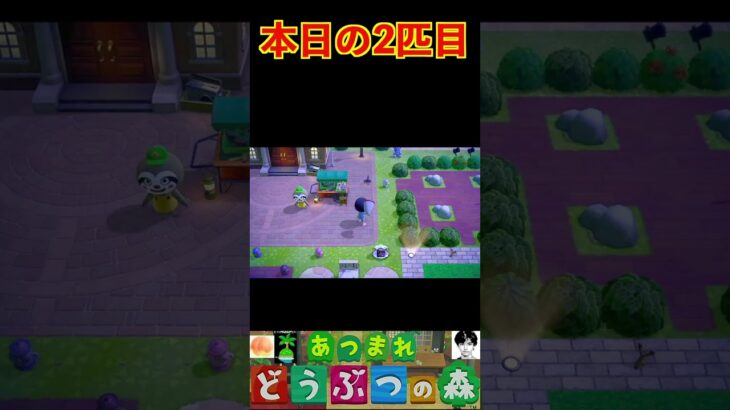 本日の2匹目 #あつまれどうぶつの森 #shorts #あつ森