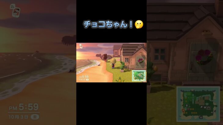 あつ森　#285　まったりしていきませんか？🐰🎵
