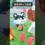 🌴離島ガチャ5島目☆～カッコカワイイ～🐿 【あつ森】