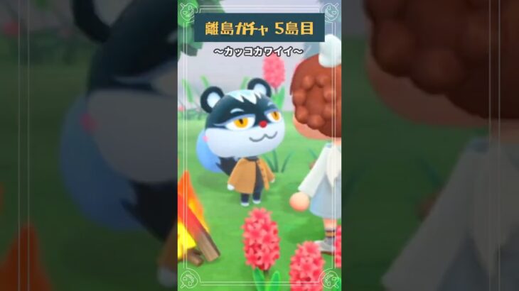 🌴離島ガチャ5島目☆~カッコカワイイ~🐿 【あつ森】