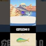 【あつ森】≪釣り5000匹企画≫　シイラは大魚影？　　　　　　　　　　　　　　　　　　　　　　　 #あつまれどうぶつの森　#釣り　#シイラ