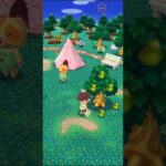 M_2500825-D      #Nintendo #AnimalCrossingNewHorizons #ポケ森 #PocketCamp #acnh #ゲーム #あつ森 #Games #動物森友會