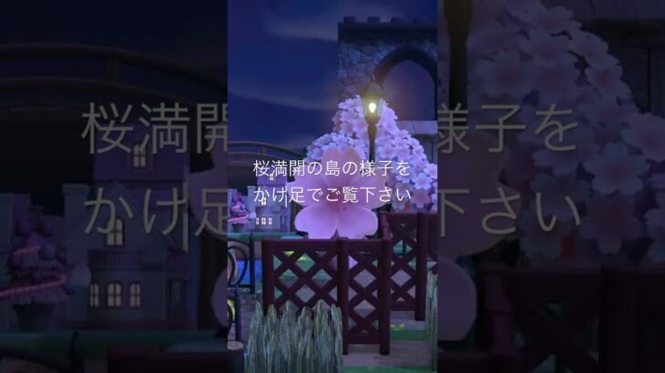 夜桜めぐり🌸 #あつ森 #あつまれどうぶつの森 #あつ森好きな人と繋がりたい #animalcrossing #ゆめみ #おかめなっ島 #acnh #桜 #cherry #shorts #さくら