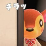 【あつ森】コンサートを開きたいシカが現る！？！ #shorts #あつ森 #あつまれどうぶつの森 #ゲーム実況