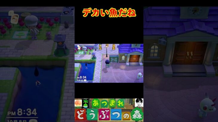 デカい魚だね #あつまれどうぶつの森 #shorts #あつ森