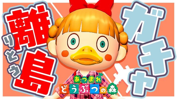 離島ガチャ✈️あの子を探して猛ダッシュします!【あつ森】