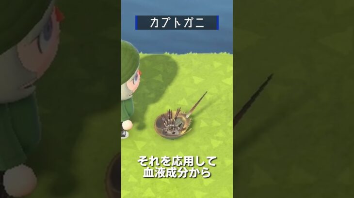 【あつ森】海の幸図鑑│カブトガニ🦖