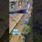 あつまれ　どうぶつの森　魚影デカい！#あつ森