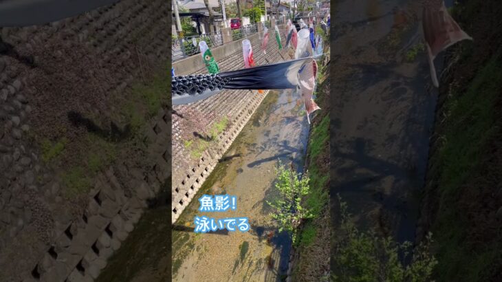 あつまれ　どうぶつの森　魚影デカい！#あつ森