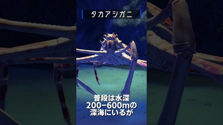 【あつ森】海の幸図鑑│タカアシガニ🦀