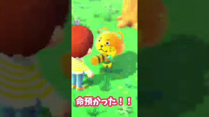 映像みだれとります💦 #あつ森 #あつ森女子 #あつまれどうぶつの森