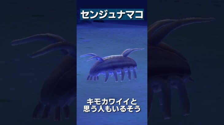 【あつ森】海の幸図鑑│センジュナマコ