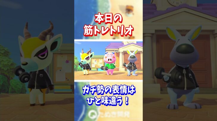 【あつ森】本日の筋トレトリオ✨