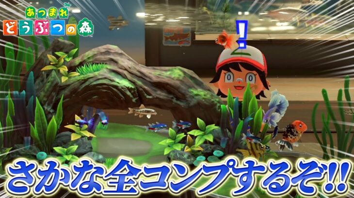 気合！根性！！博物館のサカナ全コンプするぞ！！【あつまれどうぶつの森】