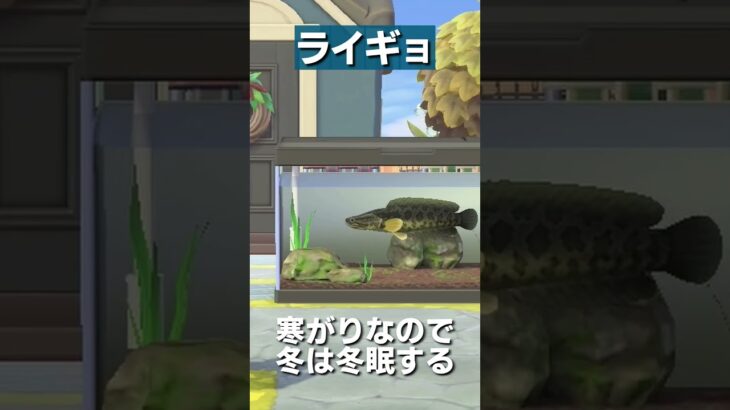 【あつ森】魚図鑑 │ライギョ⚡