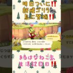 たもつ入りまーす‼️ #あつ森 #あつまれどうぶつの森