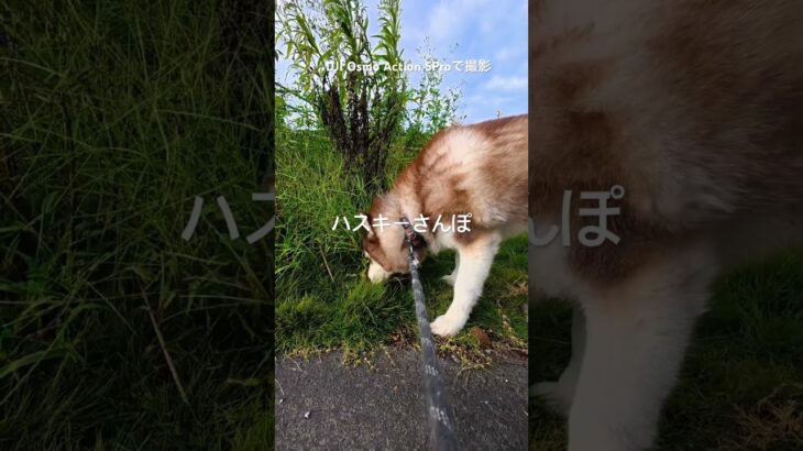 ハスキー散歩シュミレーション #あつ森
