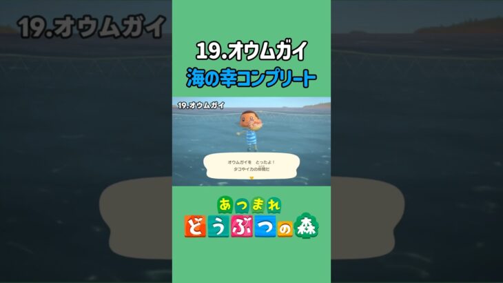 オウムガイ、ゲットだぜ!【あつ森】