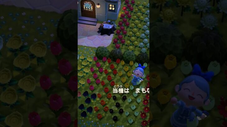 あつ森メモリーズ🏡🤗✨