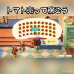 トマト売ったらいくらかな？　#vlog #あつ森 #あつまれどうぶつの森 #こはくちゃんねる2424 #animalcrossing #asmr #acnh #shorts