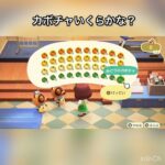 カボチャ売ってお金を稼ぐ　#vlog #あつ森 #あつまれどうぶつの森 #こはくちゃんねる2424 #animalcrossing #asmr #acnh #shorts