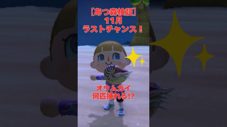 【あつ森検証】11月ラスト！オウムガイを一晩で何匹捕れるか試した結果…🐚💦 #あつ森 #あつまれどうぶつの森 #ゲーム実況  #どうぶつの森 #ゲーム#海の幸#オウムガイ