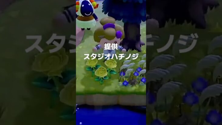 【あつ森】こだわりの1枚の為に【配信切り抜き】#shorts #あつ森 #あつまれどうぶつの森 #メリヤス