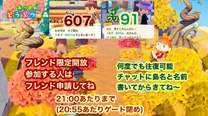 【あつ森】2025,11/22 カブ価607&ウリ91(21:00あたりまで)【フレンド限定開放、参加する人はフレンド申請してね】