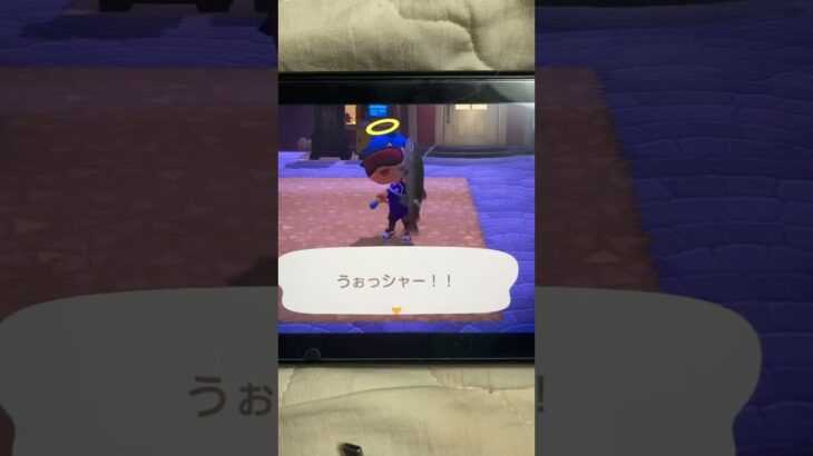 【あつ森25】#41 魚コンプリート‼︎#あつ森 #魚 #イトウ #幻の魚 #仮面ライダーゼッツ