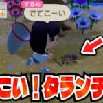【あつ森】 サソリにはボロ負けしてるけど、タランチュラなら余裕でしょ！！！#88【あつまれどうぶつの森】