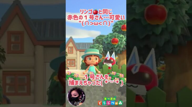【あつ森】１号さん🍎を捕まえちゃった( *´꒳`* ) #どうぶつの森 #AnimalCrossing #ACNH #NintendoSwitch #１号
