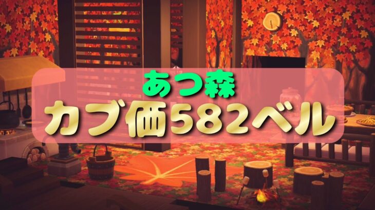 LIVE【あつ森】カブ価582ベル♪サブ島