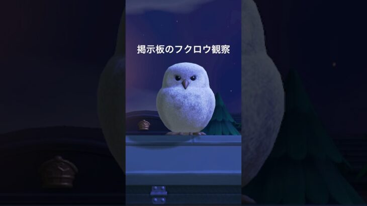 フクロウ観察日記🦉 #あつ森 #あつまれどうぶつの森 #あつ森好きな人と繋がりたい #animalcrossing #ゆめみ #おかめなっ島 #acnh #フクロウ #観察 #shorts #鳥