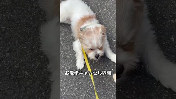 お散歩キャンセル界隈🐶 #あつ森 #あつまれどうぶつの森 #犬のいる生活 #犬 #愛犬 #dog #doggielife #doglife #dogs #dogshorts #dogvideos