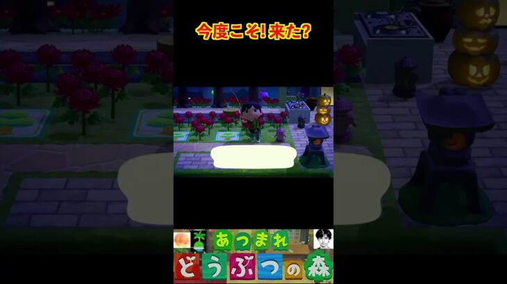 今度こそ! 来た? #あつまれどうぶつの森 #shorts #あつ森