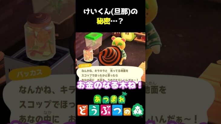 けいくん(旦那)の秘密とは…?! #あつ森  #shorts #けいとかんな