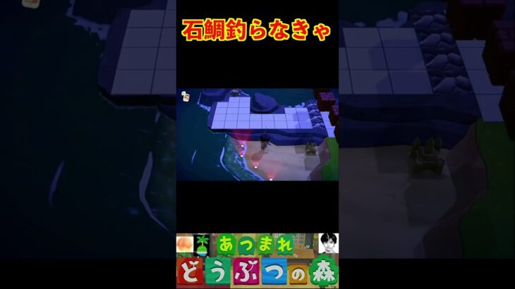 石鯛釣らなきゃ #あつまれどうぶつの森 #shorts #あつ森