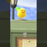 【あつ森】かわいい小鳥を観察してみた！　#shorts #あつ森